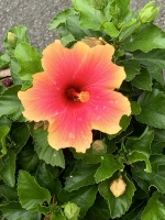 nishokuhibiscus