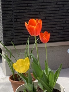 tulipsneighbors