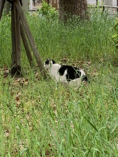cowcat cowcat