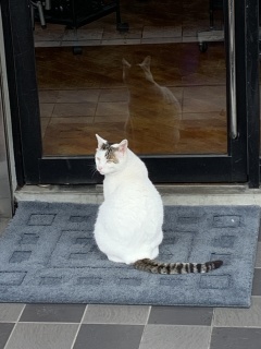 catturn2 catturn2