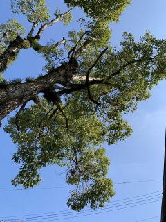 shrinetree shrinetree
