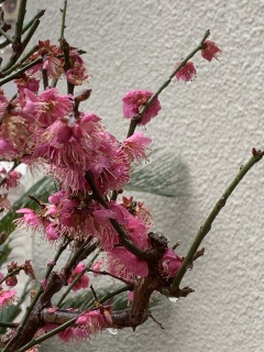pinkplums1