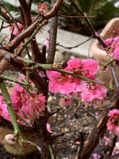 pinkplums3