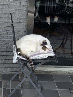 meltingcat
