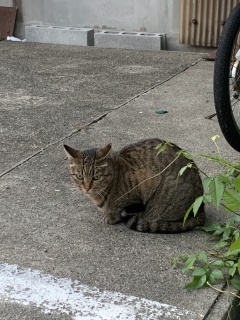 greeneyes