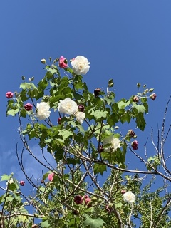 suifuyo