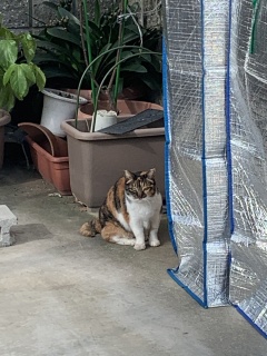 niramineko