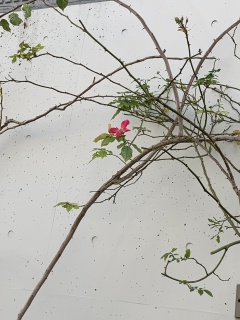 wallvines