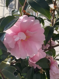 sazanka