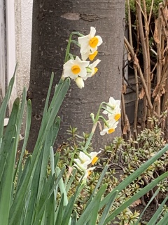 daffodils