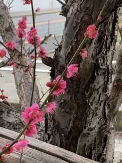 plum2