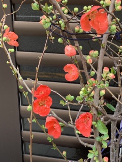 redpink2