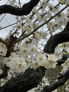 whiteplums2