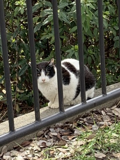barscat