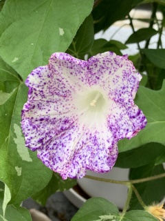 qianniuhua1