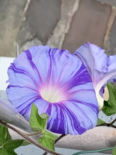 asagao5
