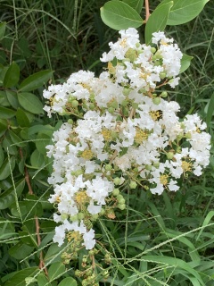 sarusuberi5
