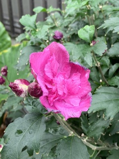 pinkpurplething