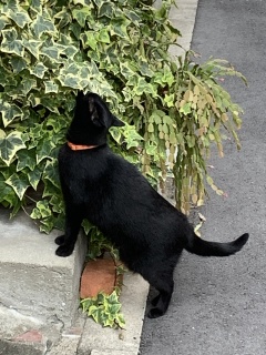 jiji3