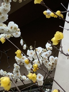 ume2