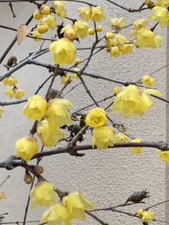 ume3